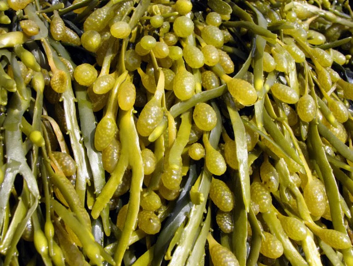 Alga parda (Ascophyllum nodosum)